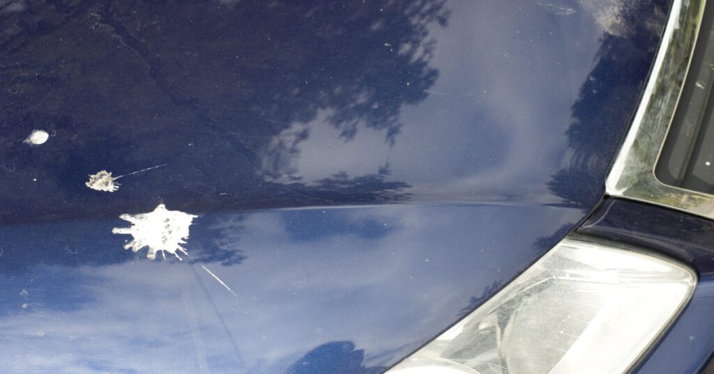 Bird Poop On Car